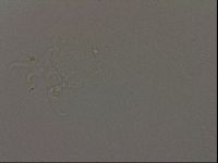 Isohypsibius granulifer image