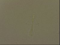 Isohypsibius granulifer image