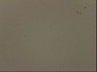 Isohypsibius granulifer image