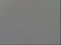Isohypsibius granulifer image