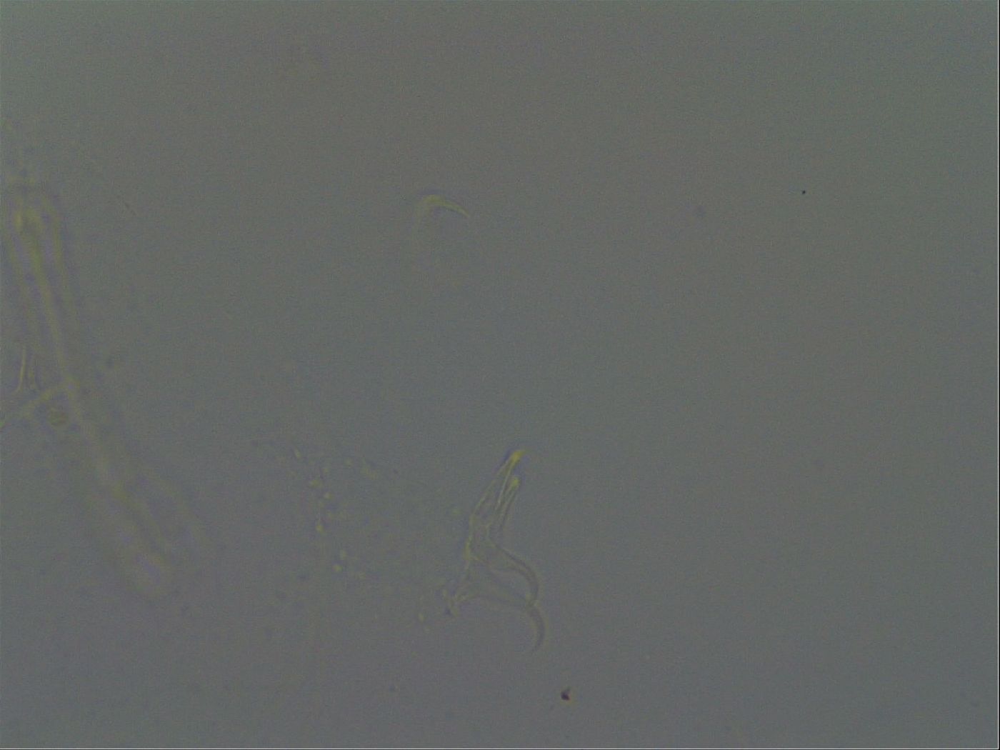 Isohypsibius granulifer image
