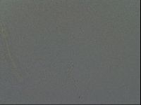 Isohypsibius granulifer image
