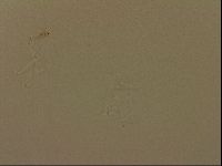 Isohypsibius granulifer image