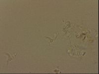 Isohypsibius granulifer image