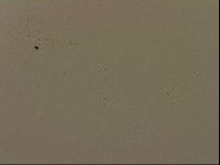Isohypsibius granulifer image