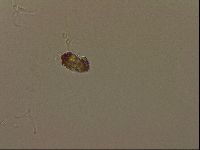 Isohypsibius granulifer image