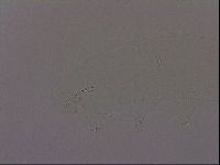 Isohypsibius granulifer image