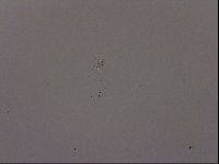 Isohypsibius granulifer image
