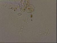 Isohypsibius granulifer image