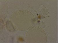 Isohypsibius granulifer image