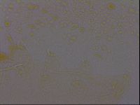Isohypsibius granulifer image