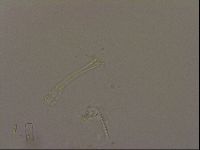 Isohypsibius granulifer image