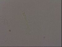 Isohypsibius granulifer image