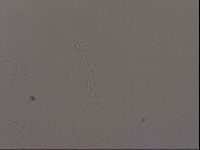 Isohypsibius granulifer image