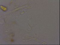 Isohypsibius granulifer image