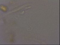 Isohypsibius granulifer image