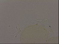 Isohypsibius granulifer image