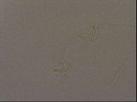 Isohypsibius granulifer image