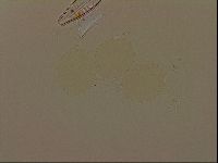 Isohypsibius granulifer image