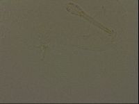 Isohypsibius granulifer image