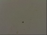 Isohypsibius granulifer image