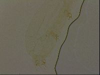 Isohypsibius granulifer image