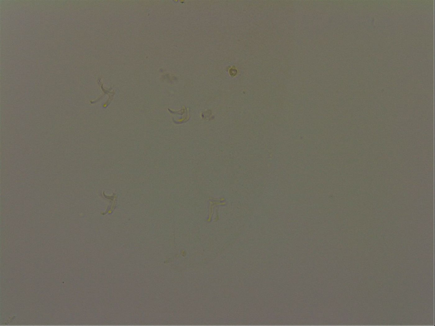 Isohypsibius granulifer image
