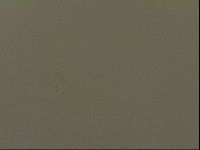 Isohypsibius granulifer image