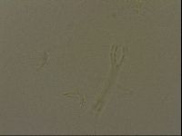 Isohypsibius granulifer image