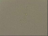 Isohypsibius granulifer image