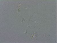 Isohypsibius granulifer image