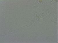 Isohypsibius granulifer image
