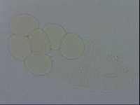 Isohypsibius granulifer image