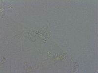 Isohypsibius granulifer image