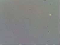 Isohypsibius granulifer image