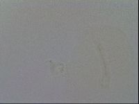 Isohypsibius granulifer image