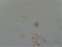 Isohypsibius granulifer image