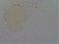 Isohypsibius granulifer image