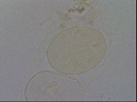 Isohypsibius granulifer image