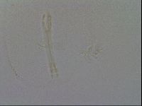 Isohypsibius granulifer image