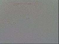 Isohypsibius granulifer image