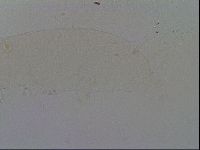 Isohypsibius granulifer image