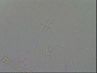 Isohypsibius granulifer image