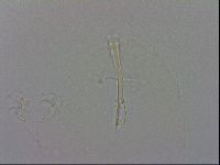 Isohypsibius granulifer image