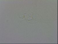 Isohypsibius granulifer image