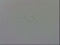 Isohypsibius granulifer image