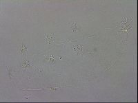 Isohypsibius granulifer image
