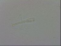 Isohypsibius granulifer image