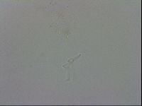 Isohypsibius granulifer image