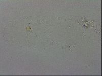 Isohypsibius granulifer image